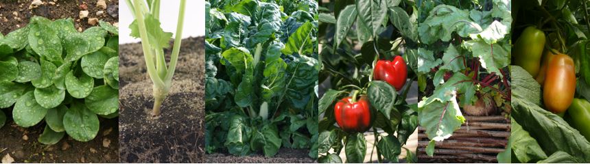 Einzelbilder von links nach recht: Feldsalat, Kohlrabi-Jungpflanze, Mangold, Paprika, Rote Bete, Roma-Tomate