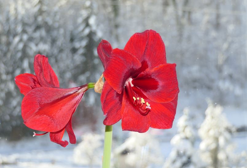Blhender Ritterstern am Fenster mit verschneiter Winterlandschaft im Hintergrund