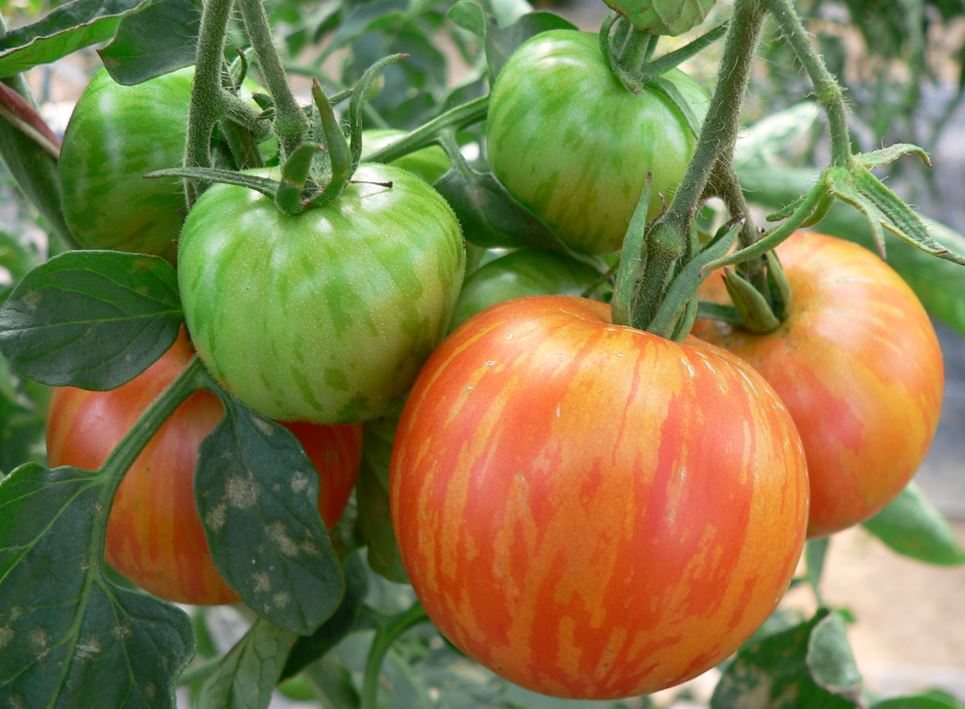 Reife Tomatenfrchte mit gestreifter Zeichnung