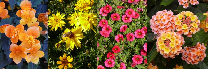 Einzelbilder von links nach recht: Begonie, Goldzweizahn, Calibrachoa, Lantane