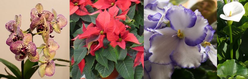 Einzelbilder von links nach recht: Schmetterlingsorchidee, Weihnachtsstern, Usambaraveilchen, Calla